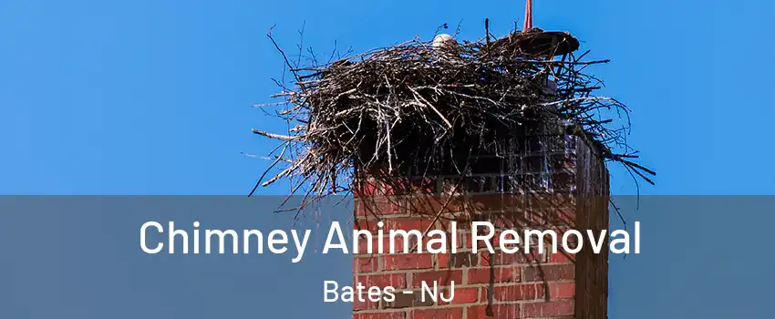 Chimney Animal Removal Bates - NJ