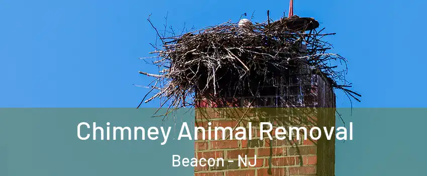 Chimney Animal Removal Beacon - NJ