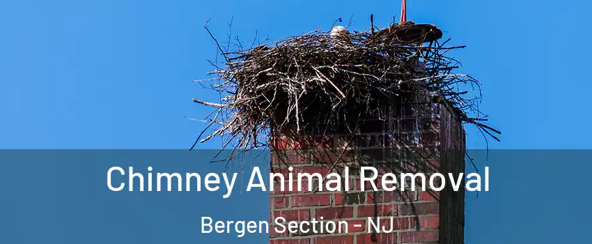 Chimney Animal Removal Bergen Section - NJ