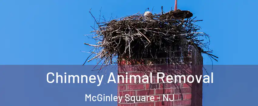 Chimney Animal Removal McGinley Square - NJ
