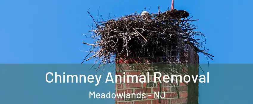 Chimney Animal Removal Meadowlands - NJ