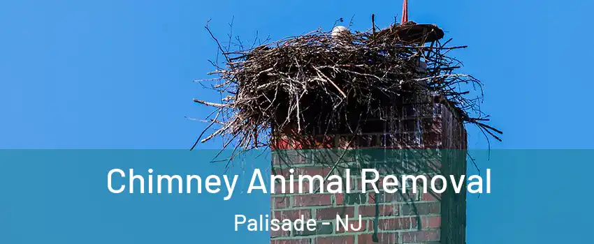 Chimney Animal Removal Palisade - NJ