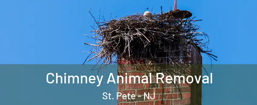Chimney Animal Removal St. Pete - NJ